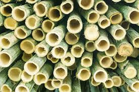 Bamboo